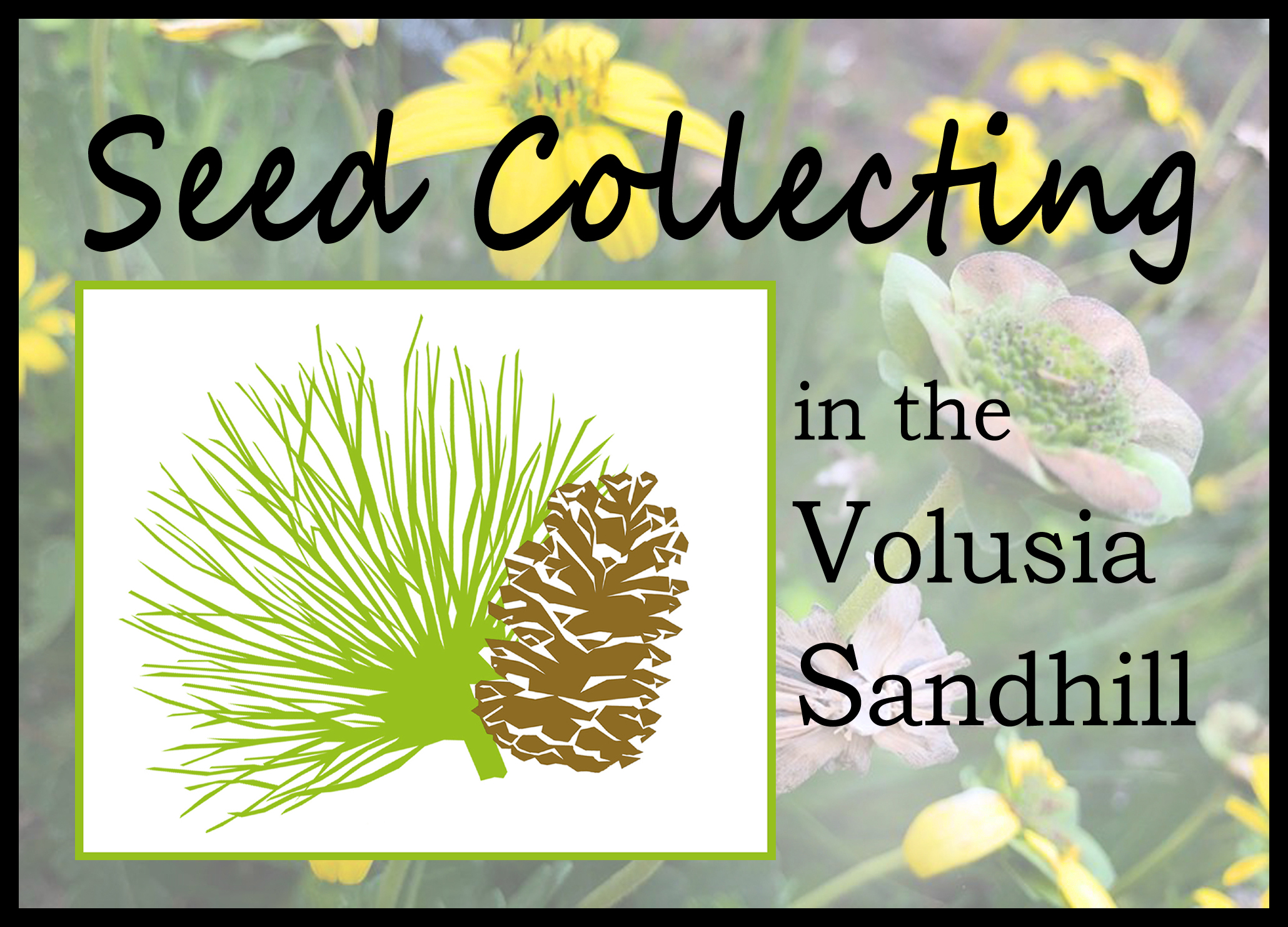 Seed Collecting in the Volusia Sandhill